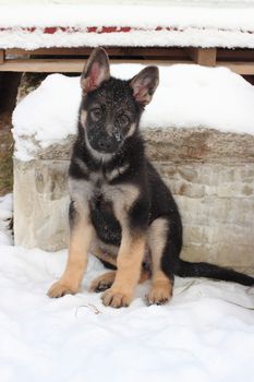 German shepherd puppy in winter with snow