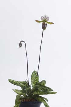 Paphiopedilum callosum is a species of orchid found from Vietnam to northwestern Peninsular Malaysia.