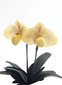 Paphiopedilum malipoense is a species of orchid commonly known as the Jade Slipper Orchid.