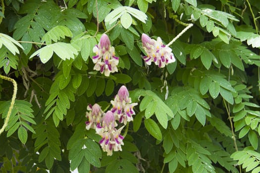 The pink springtime blooms of a flowering currant bush.