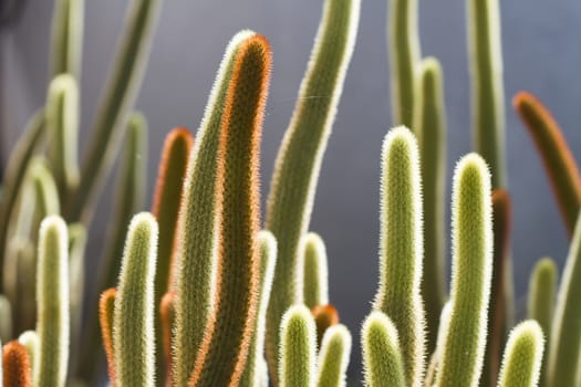 Cactus on stone desert