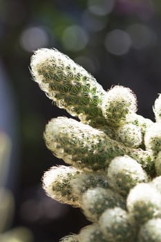 Cactus on stone desert