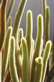 Cactus on stone desert