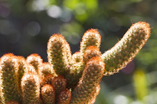 Cactus on stone desert