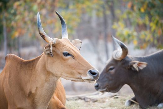 banteng  ( Bos javanicusresting )