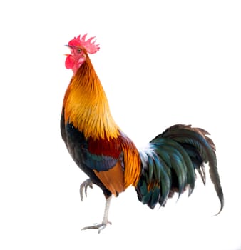 colorful rooster Isolated on white background