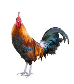 colorful rooster Isolated on white background