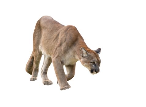 puma or cougar isolated on white background