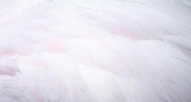 textured of beautiful flamingo feather