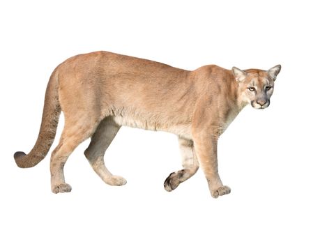 puma or cougar isolated on white background