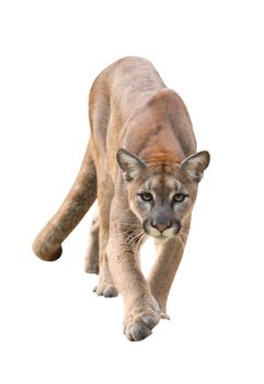 puma or cougar isolated on white background