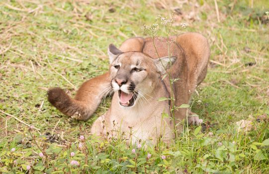 puma or cougar in zoo