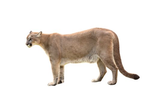 puma or cougar isolated on white background
