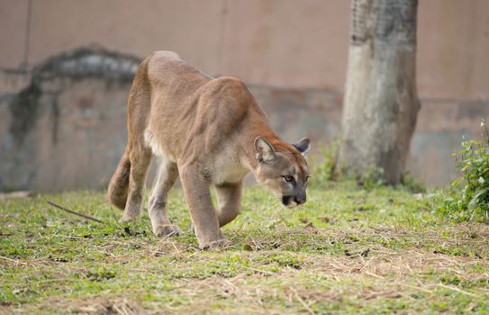 puma or cougar in zoo