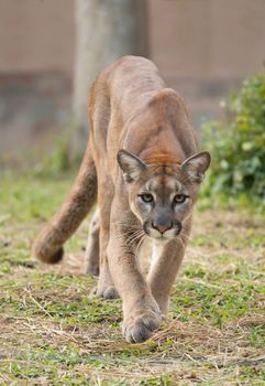 puma or cougar in zoo