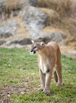 puma or cougar in zoo