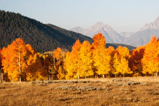 Grand tetons aspens in Fall