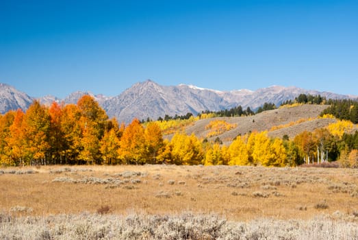 Aspens in Fall at Grand tetons