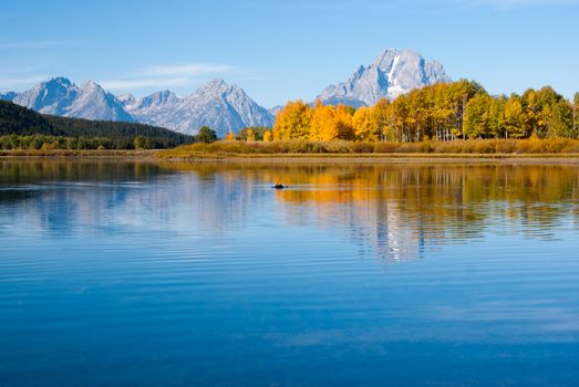 Moose in Fall colors of Grand Tetons lake