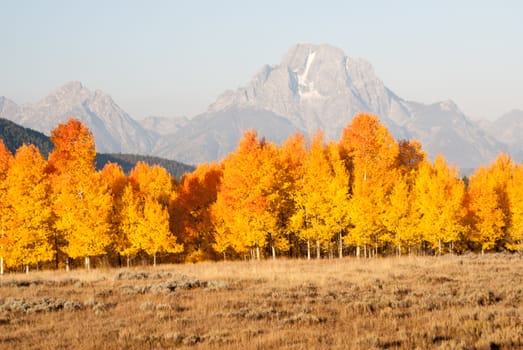 Golden aspens in Grand tetons National Park