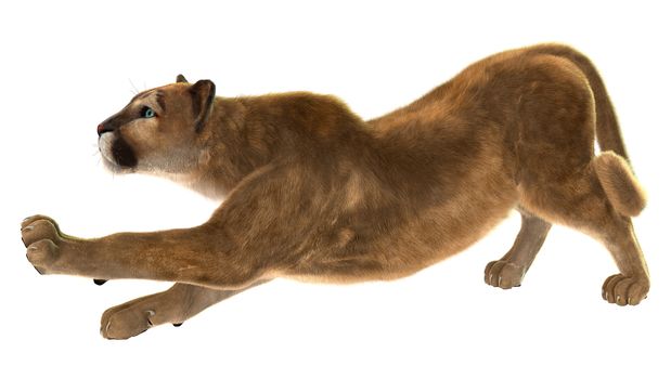 3D digital render of a puma, also known as a cougar, mountain lion, or catamount, isolated on white background