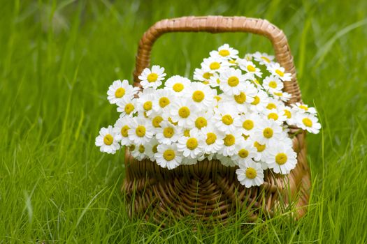 Basket with daisies on grass