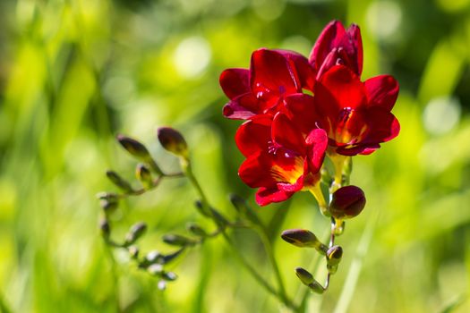 red freesia in the garden