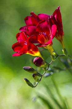 red freesia in the garden