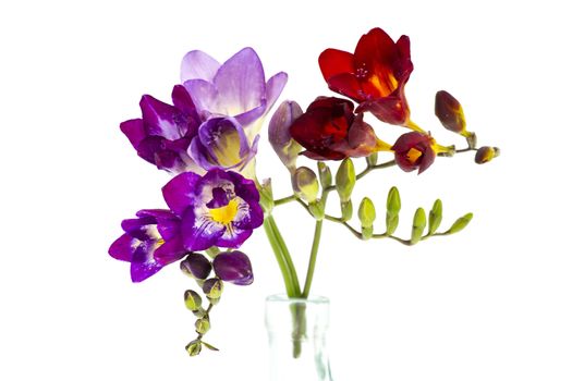 Blooming Freesia. Isolated on white background.