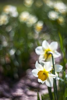 white daffodils in the park, springtime