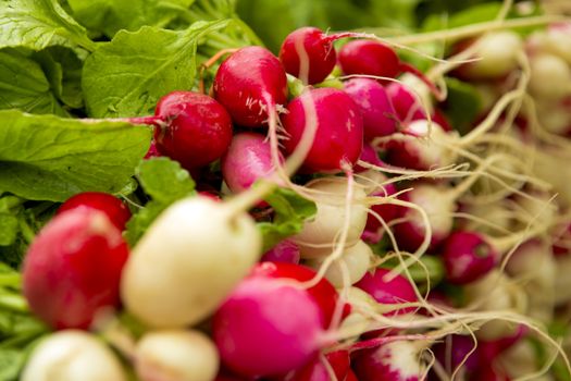 Organic radishes from a local market