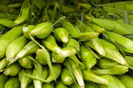 Organic corn from a local market