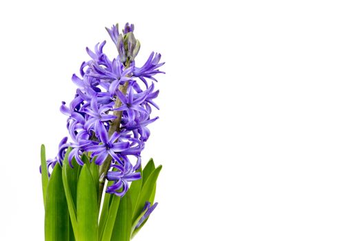 blooming hyacinth flowers (hyacinthus)