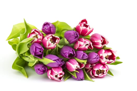 colourful tulips on white background