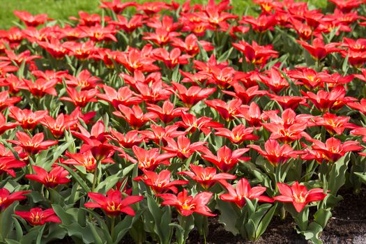 red tulips in Keukenhof Garden