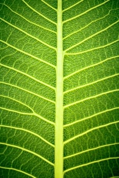 texture of leaf