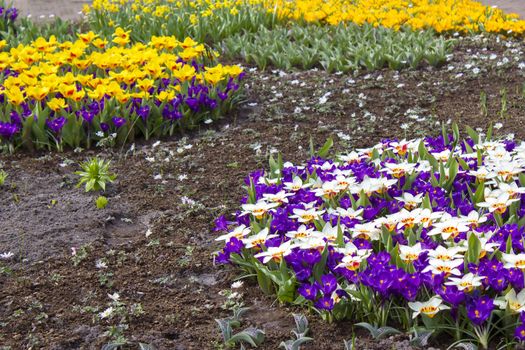 Colorful spring flowers in the park - crocus and tulips