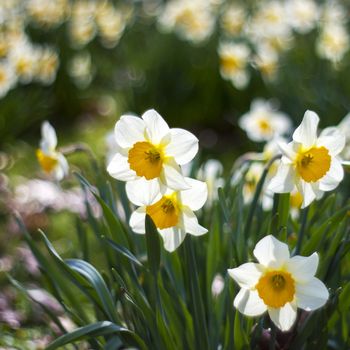 white daffodils in the park, springtime
