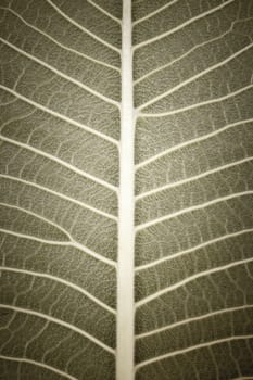 texture of leaf