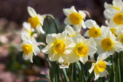 white daffodils in the park, springtime