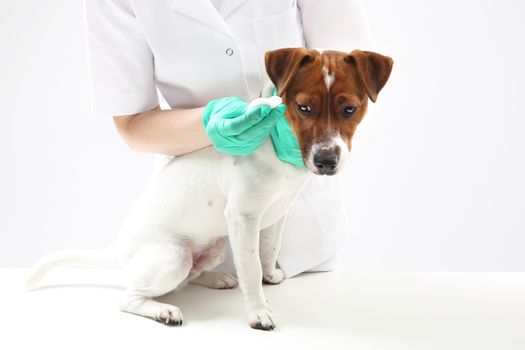 Young dog, jack russell terrier during surgery at veterinarian