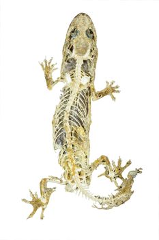 dead body of lizard on white background