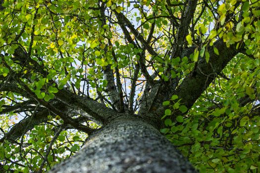 Inside Aspen Tree