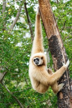 Gibbon (Hylobates lar) climb tree in forest ,Chiangrai ,Thailand