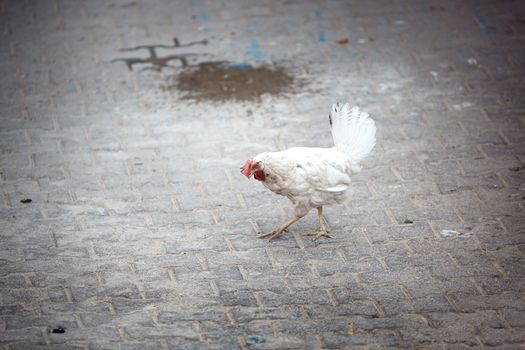 White hen at the backyard. Istanbul, Turkey