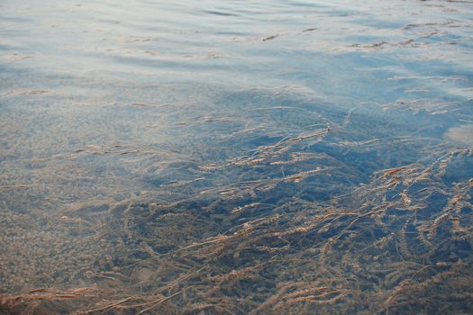 Water plants in the lake. Horizontal photo
