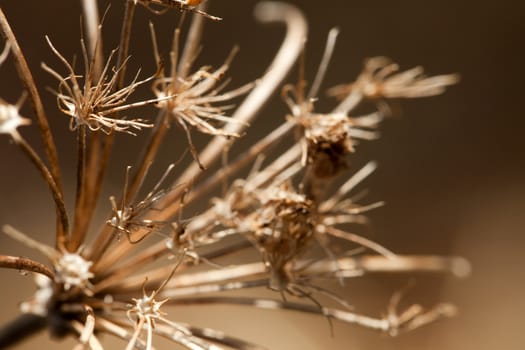 Macro close up of a dried flower.  Shallow depth of field.