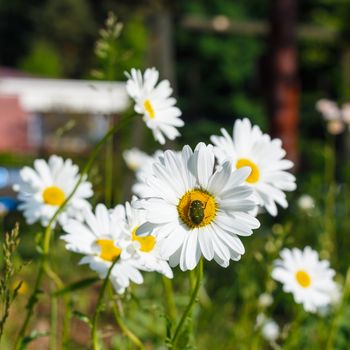 Chrysanthemum (Dendranthemum grandifflora) and bug in morning at Japan