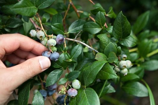 Close up of a hand picking blueberries that are ripe straight from the bush.