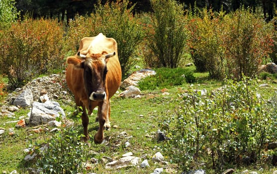 A cow standing on the summer meadow